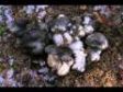 Funghi Mushrooms Hygrophorus marzuolus _09