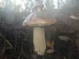 Boletus edulis 