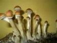 Psilocybe cubensis