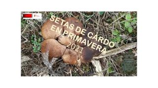 Setas de Cardo en Primavera 20#2021