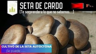 SETA DE CARDO 15#2019 Excelente y deliciosa pero MENOSPRECIADA ¡ La ponemos en VALOR !