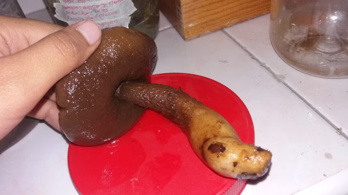 Adjunto