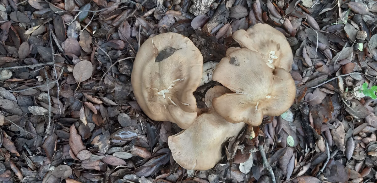 Adjunto