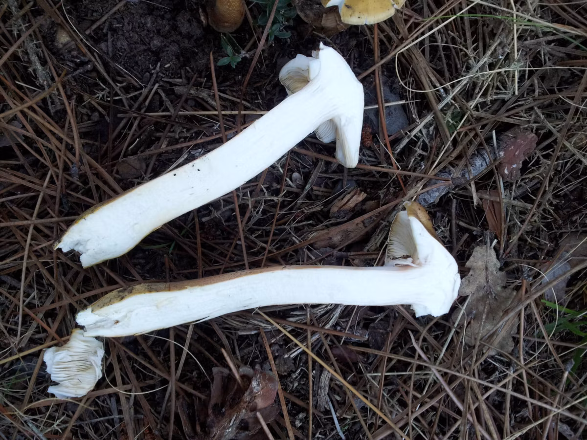 Adjunto