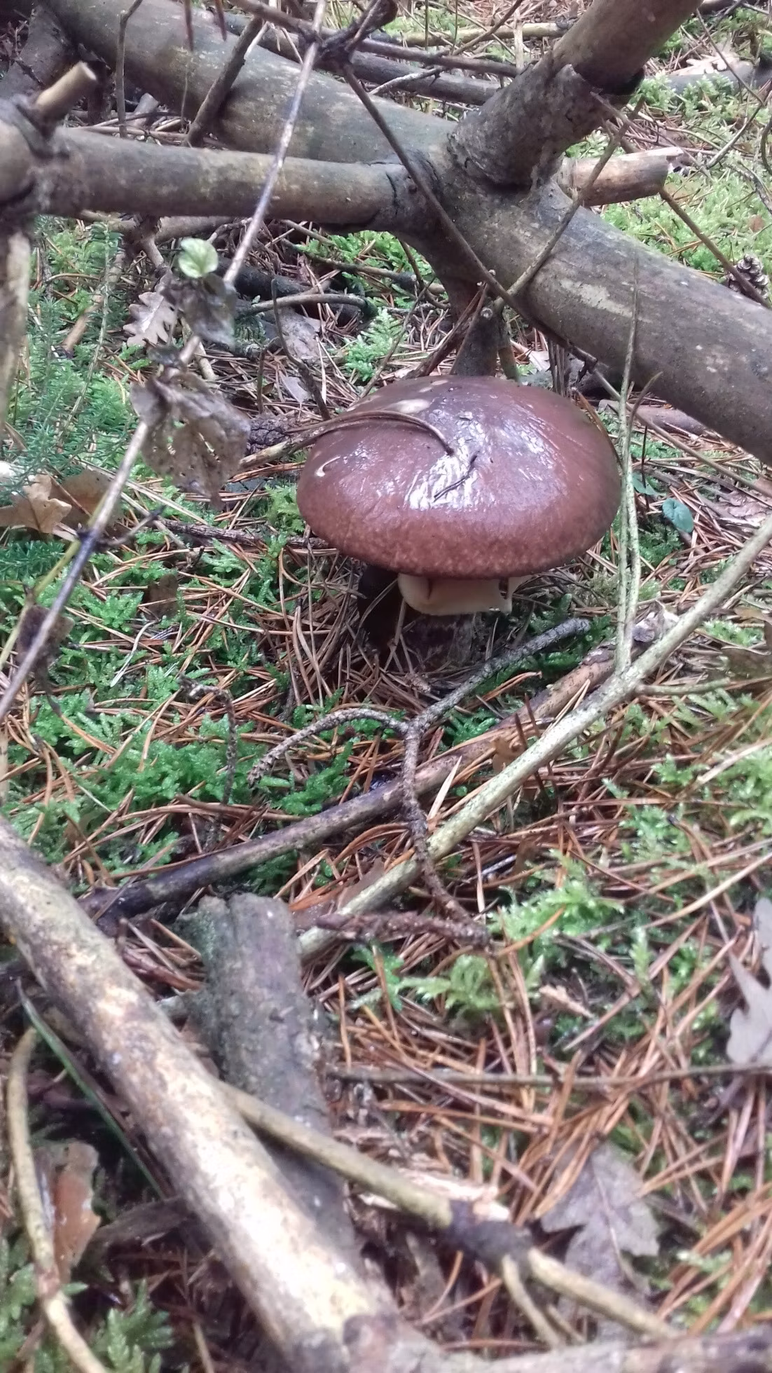 Adjunto
