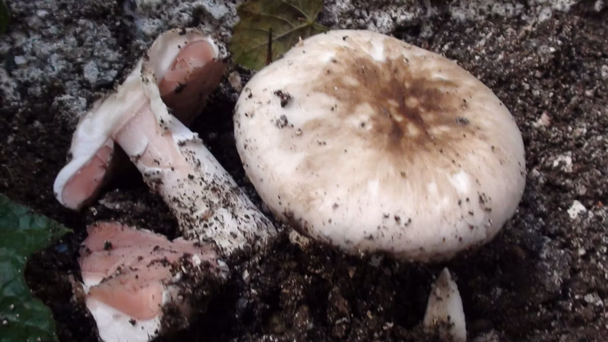 Adjunto