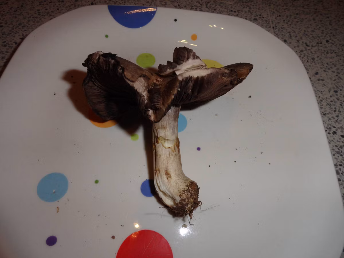 Adjunto