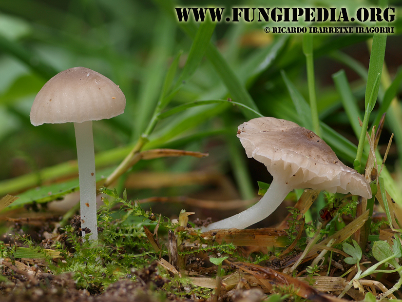 3_fungi-2-3-4-5-6-7-8-9-10-11-12-13-14.jpg