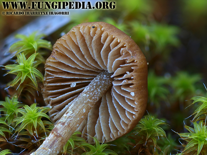 5_fungi-2-3-4-5-6-7.jpg