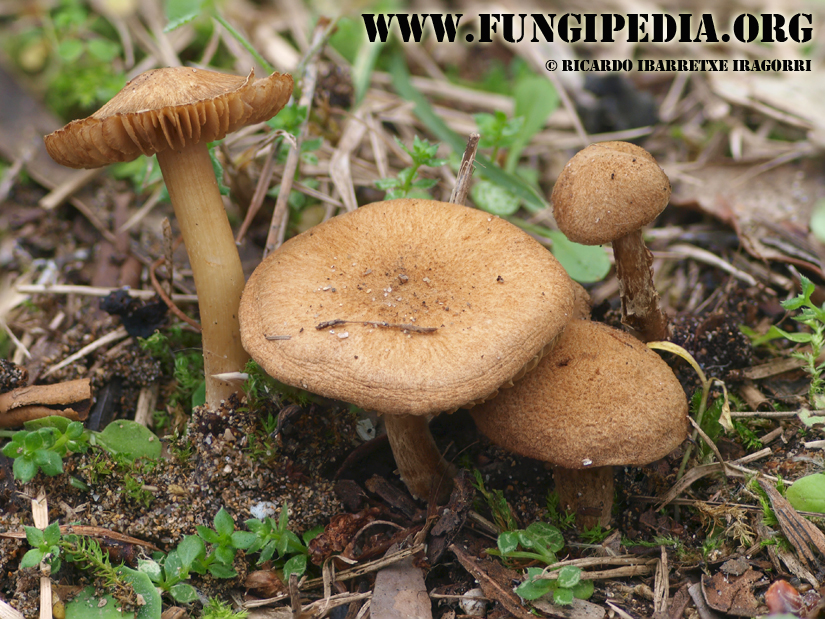5_fungi-2-3-4-5-6.jpg
