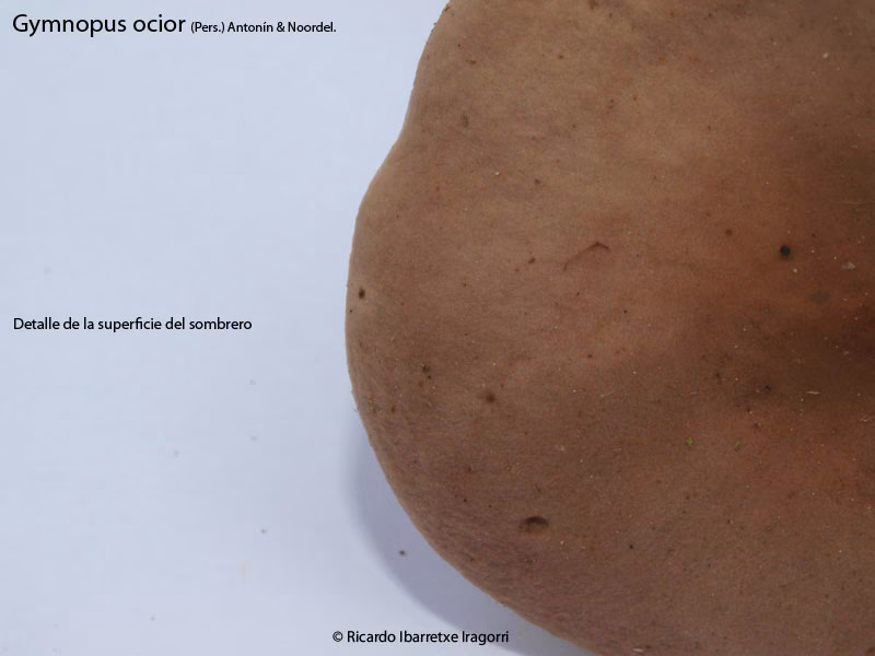 Adjunto