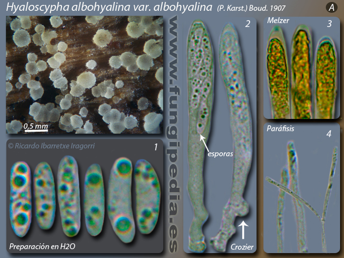 Hyaloscypha-albohyalina-var-albohyalina_A.jpg