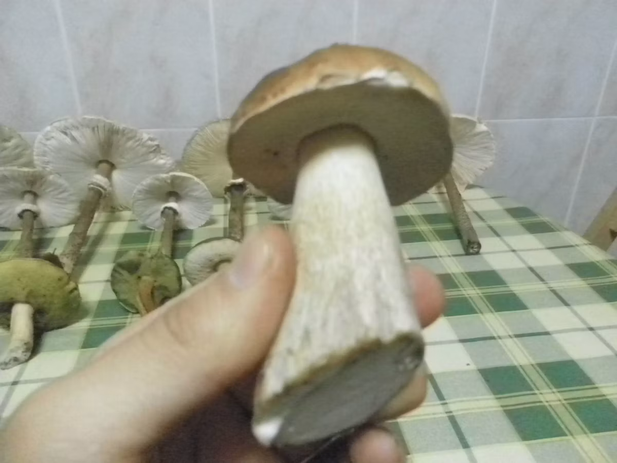 Adjunto