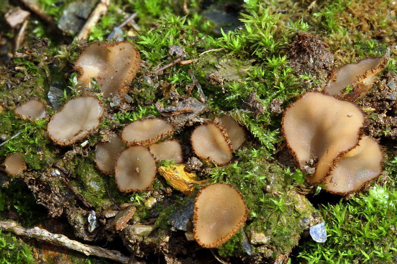 Paratrichophaea boudieri Foro de micología