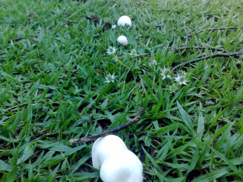 Adjunto