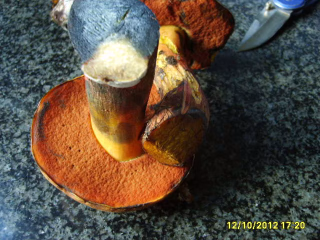 Adjunto