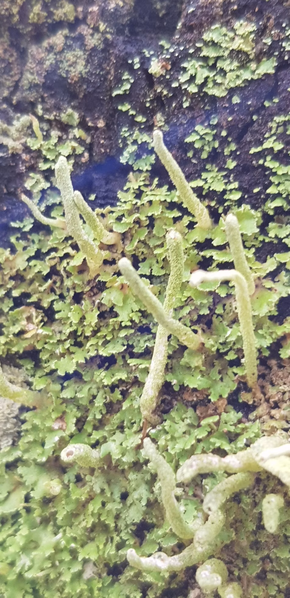 Adjunto