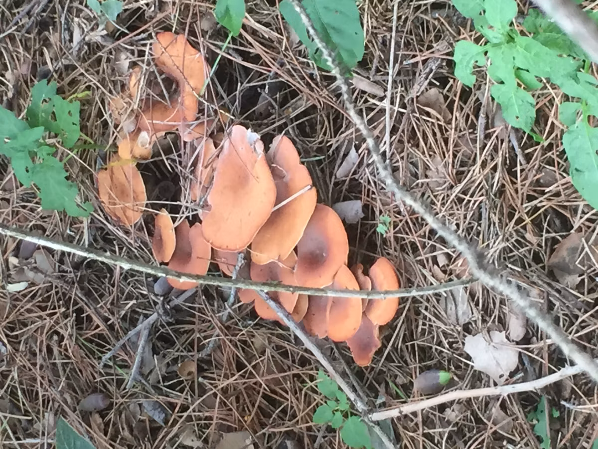 Adjunto