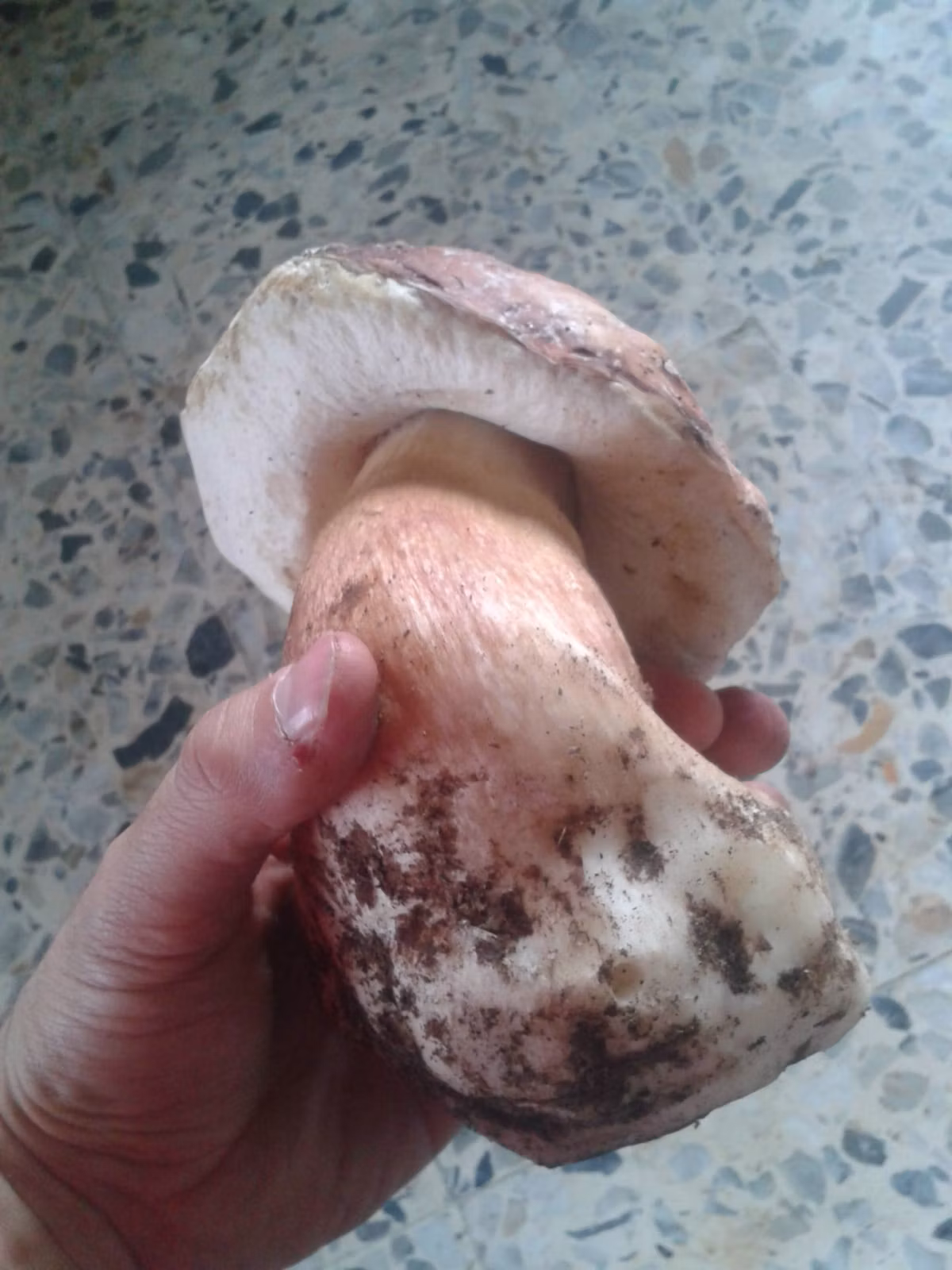 Adjunto