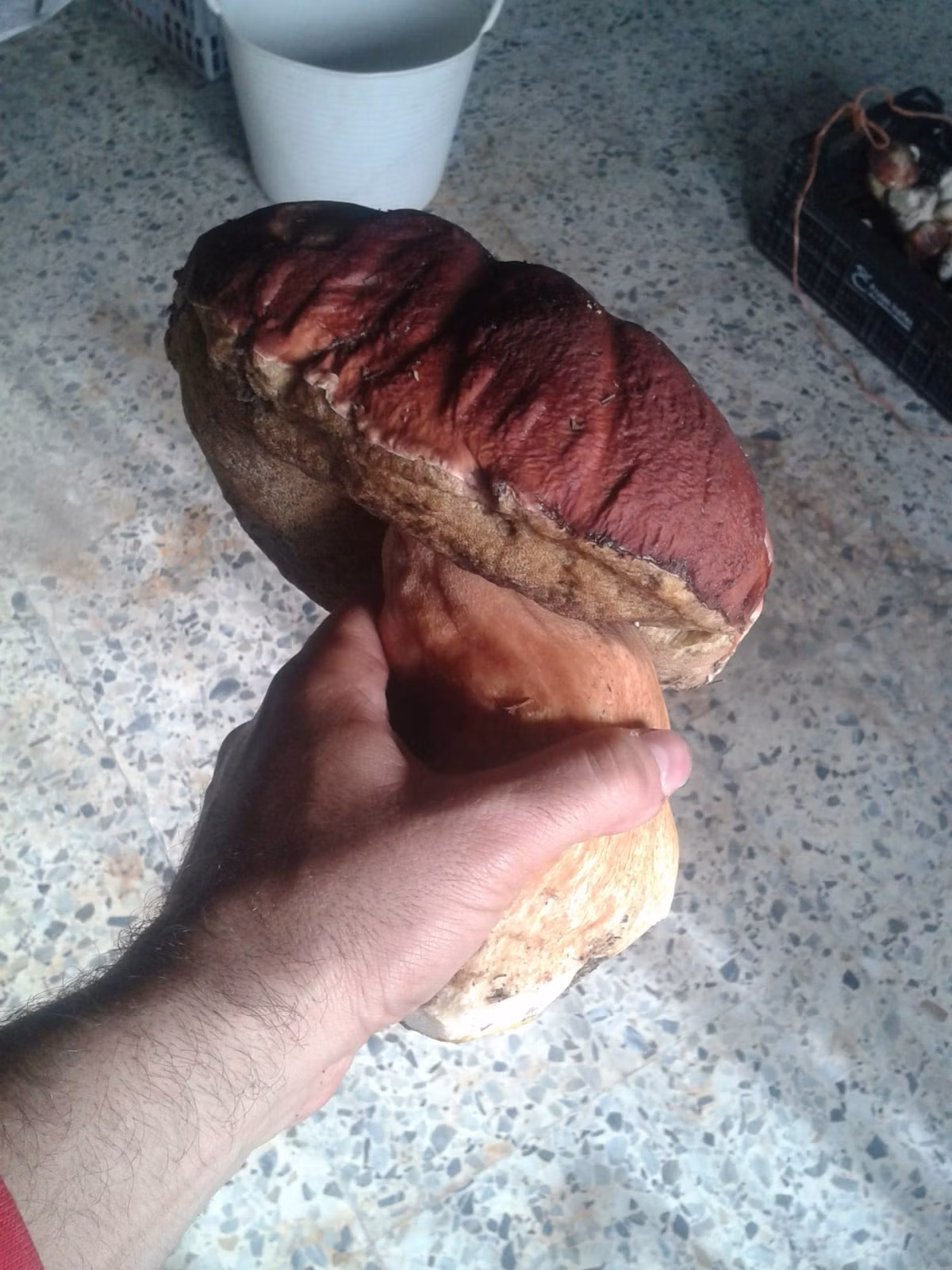 Adjunto