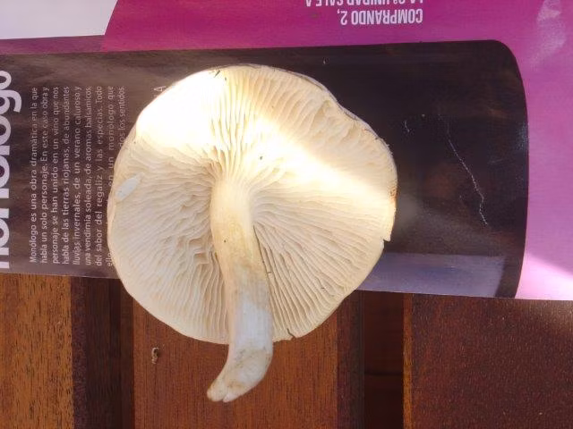 Adjunto