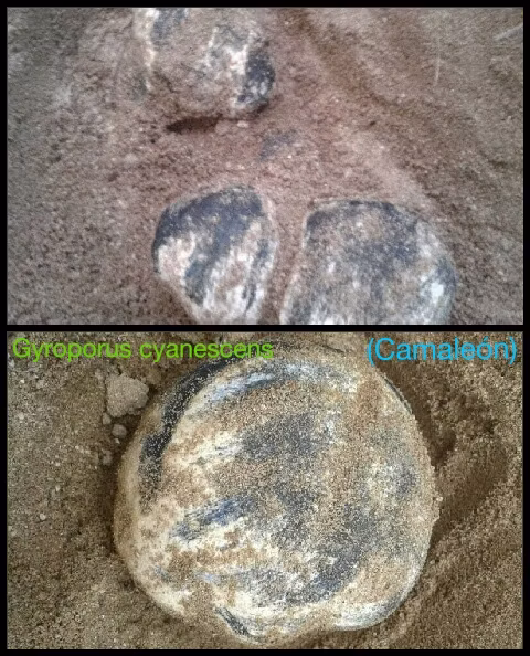 Adjunto