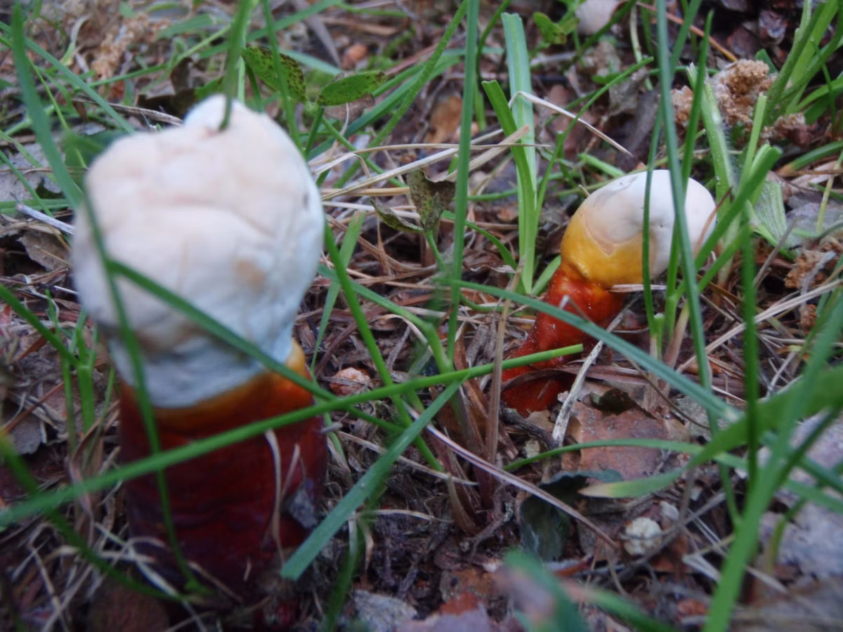 Adjunto