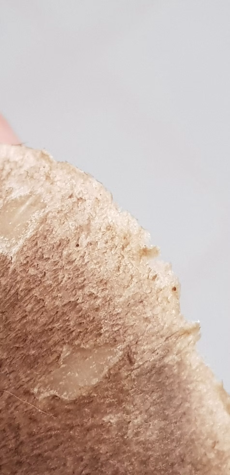 Adjunto