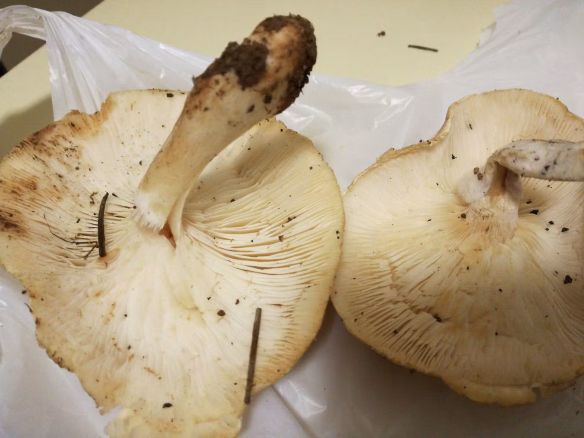 Adjunto