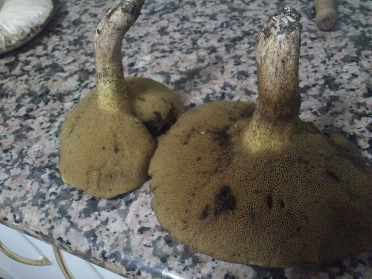 Adjunto