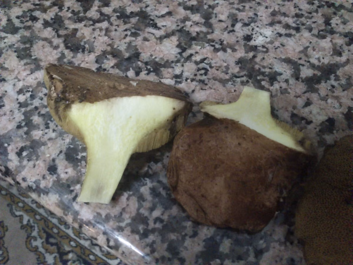 Adjunto