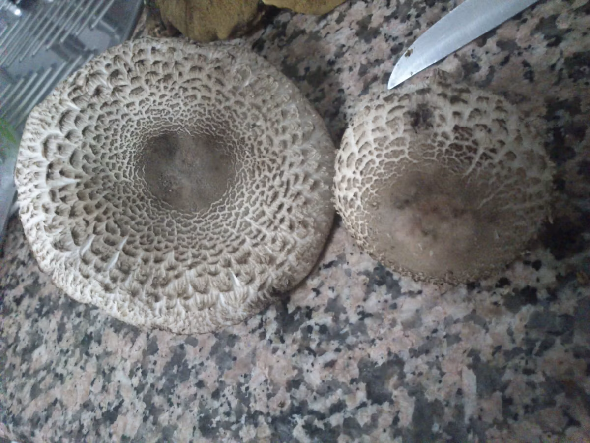 Adjunto