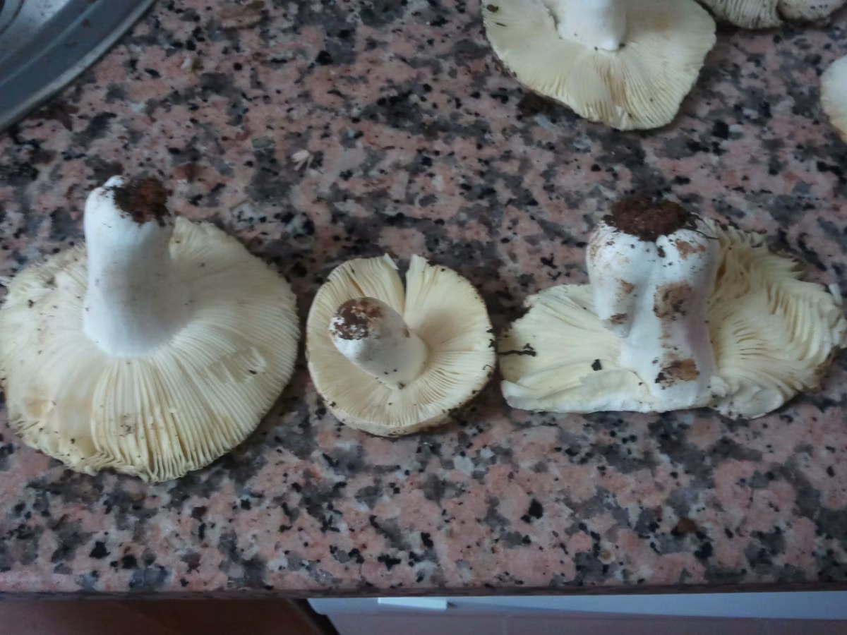 Adjunto