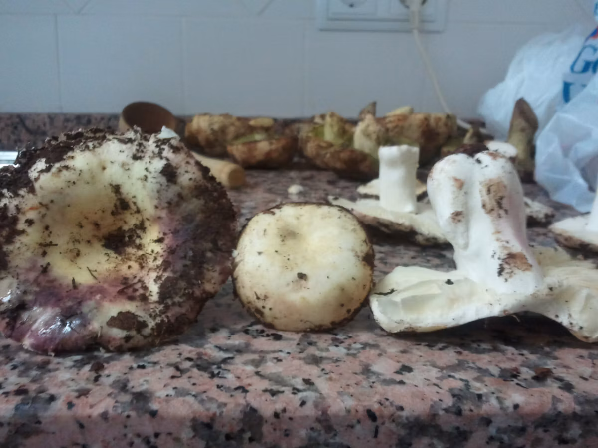 Adjunto