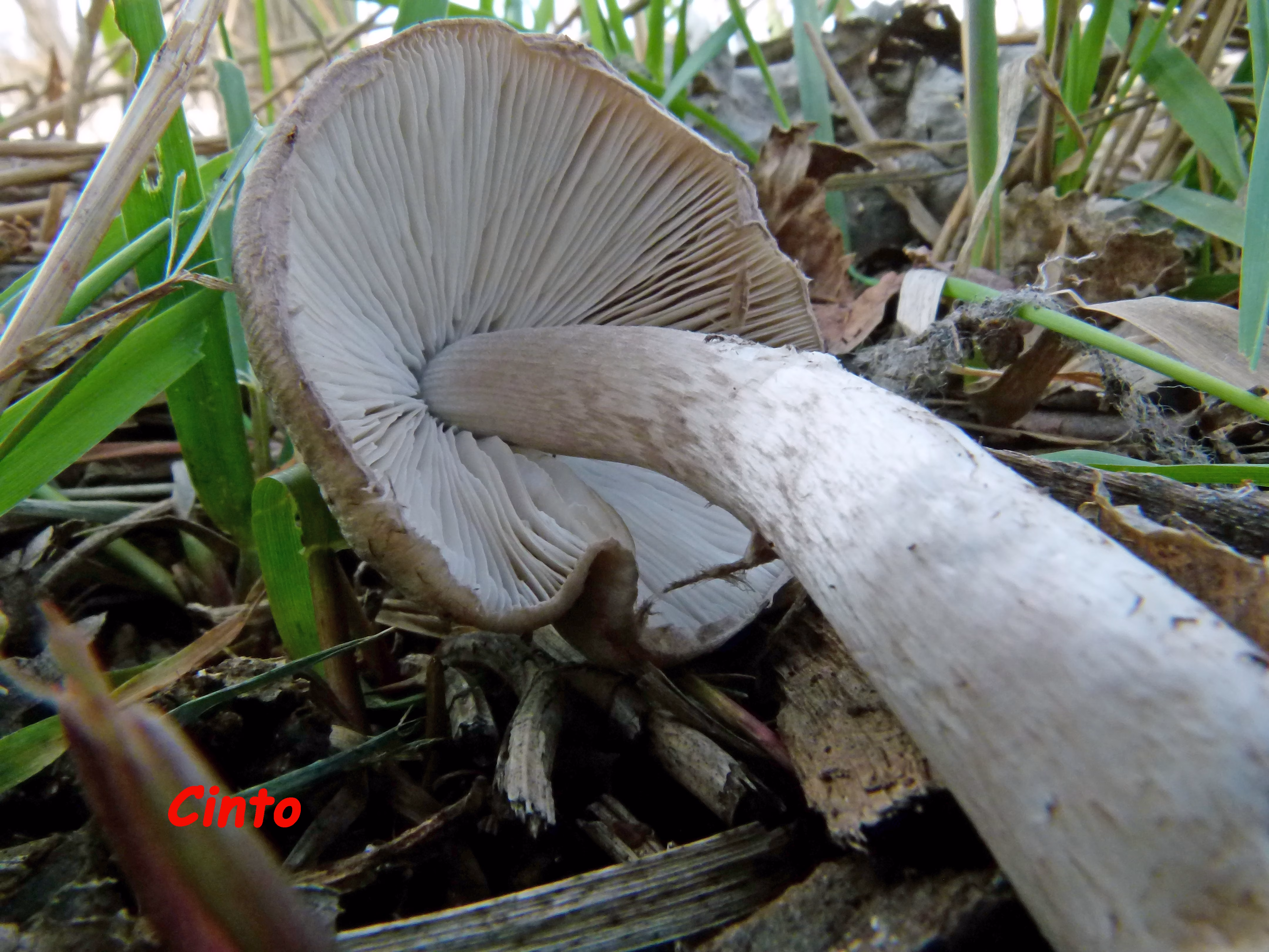 Adjunto