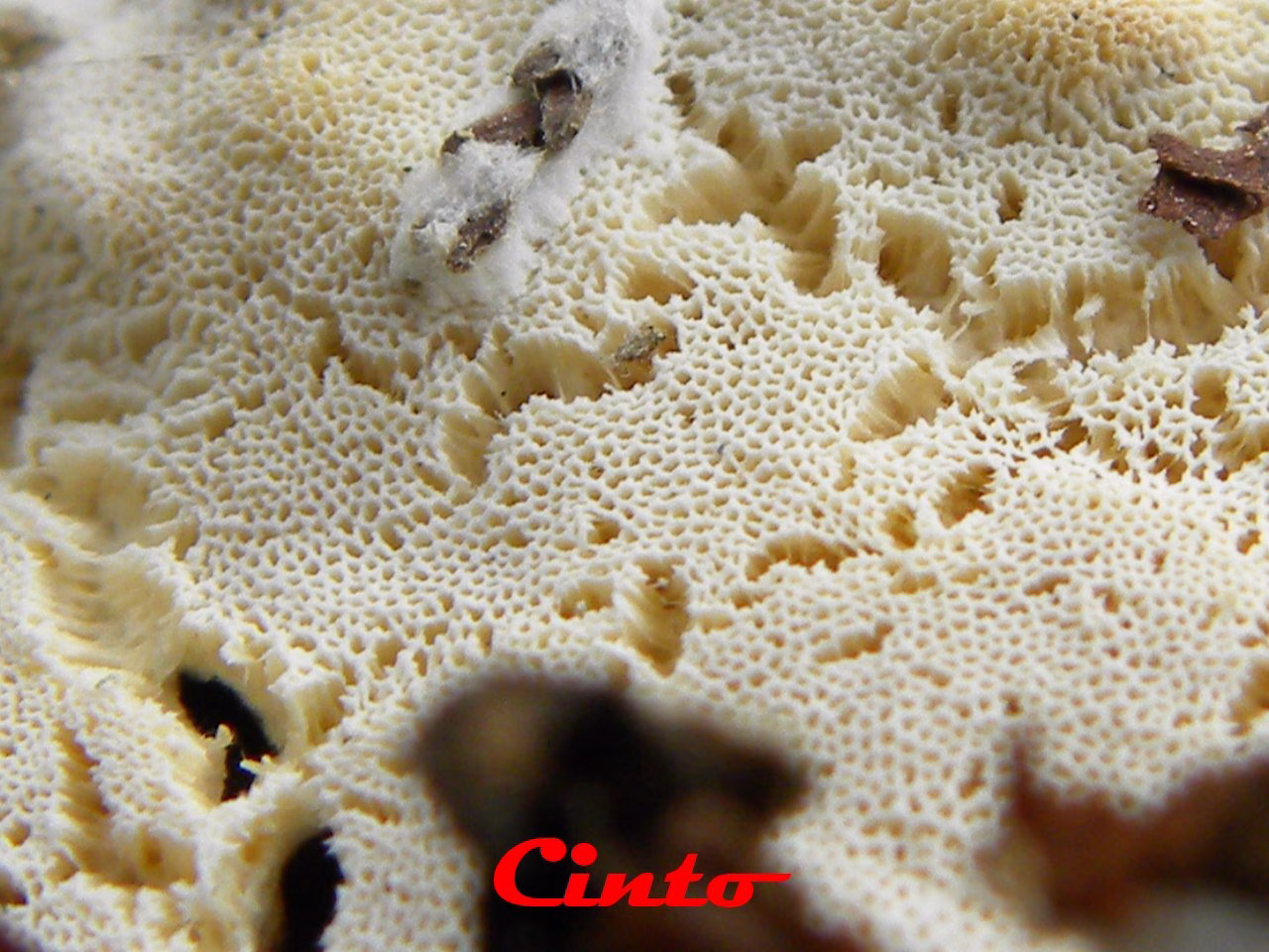 Adjunto