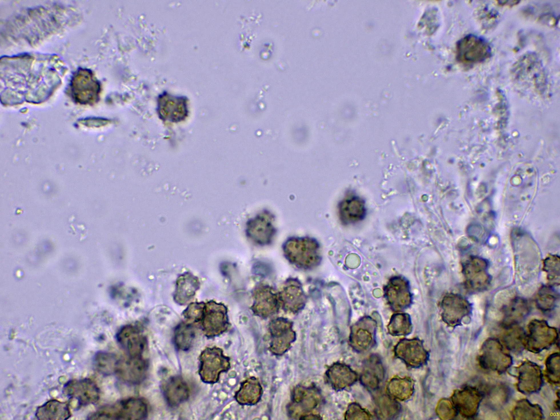22-BasidiosKOH-003.jpg