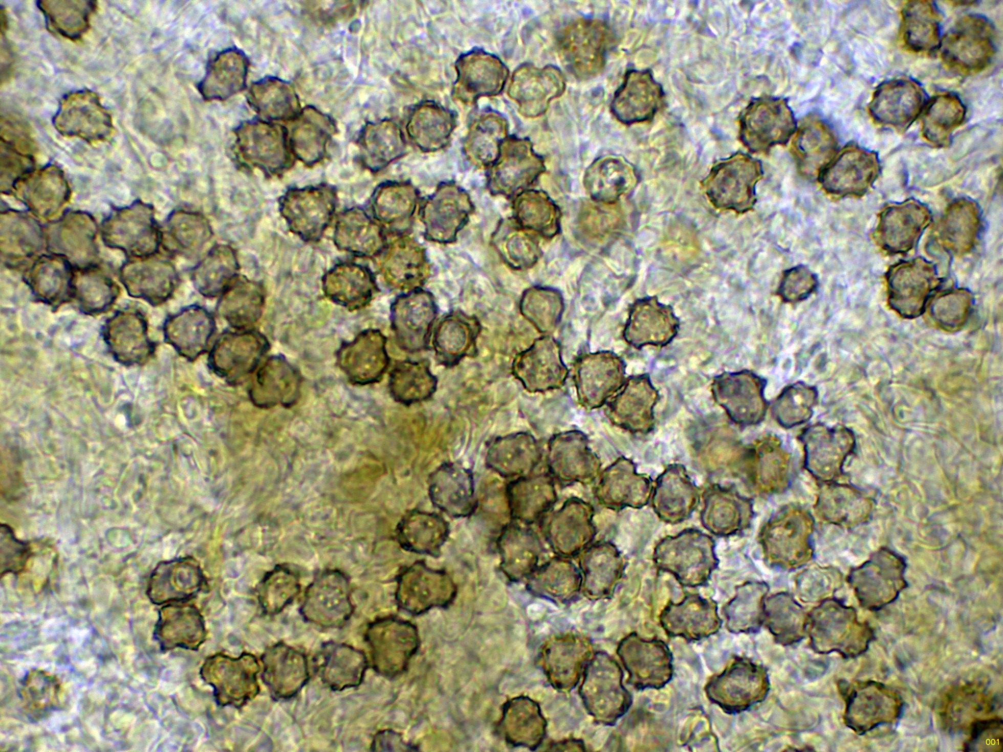 25-EsporasKOH-001.jpg