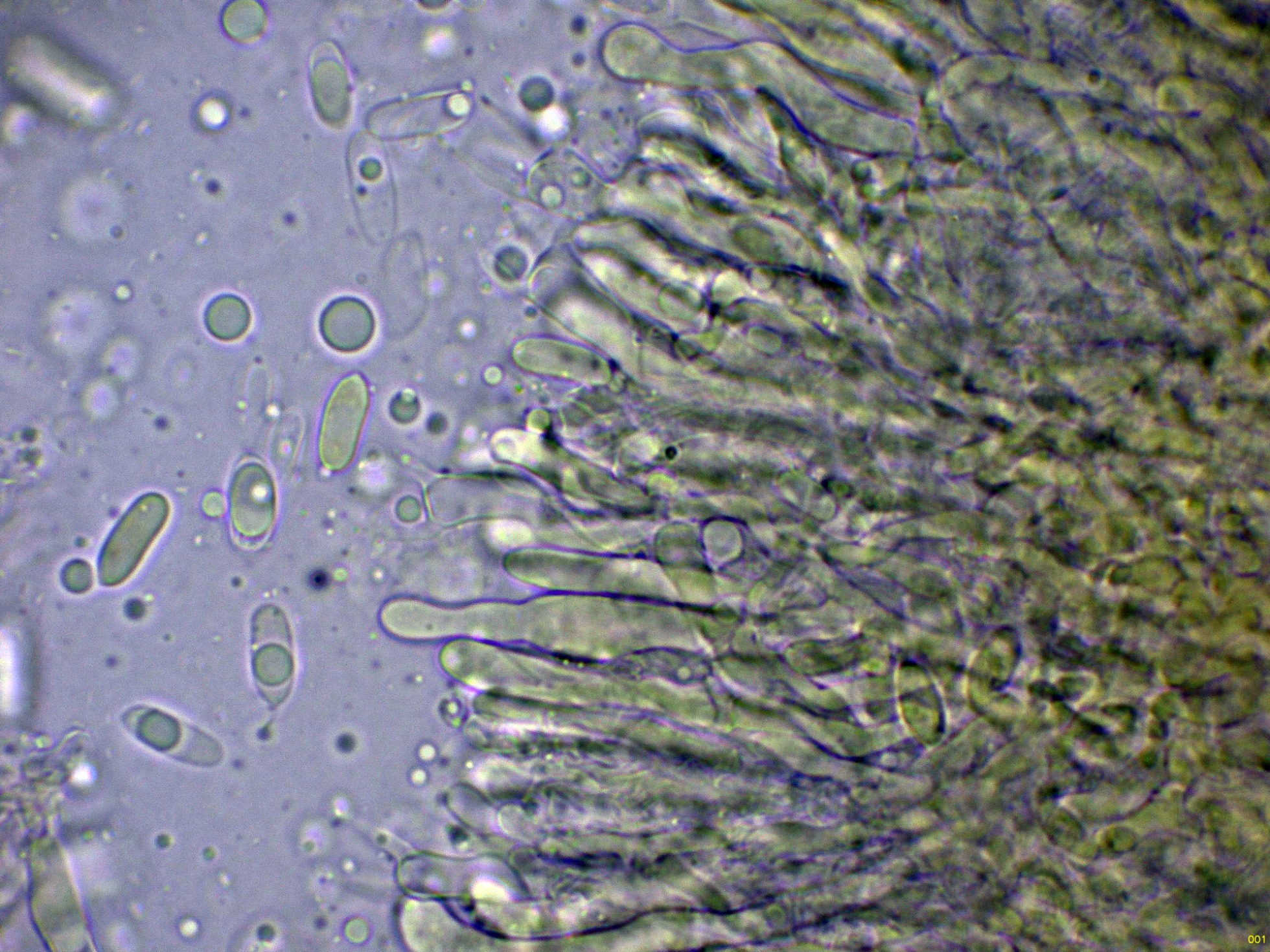 25-HimenioyesporasMelzer-001.jpg