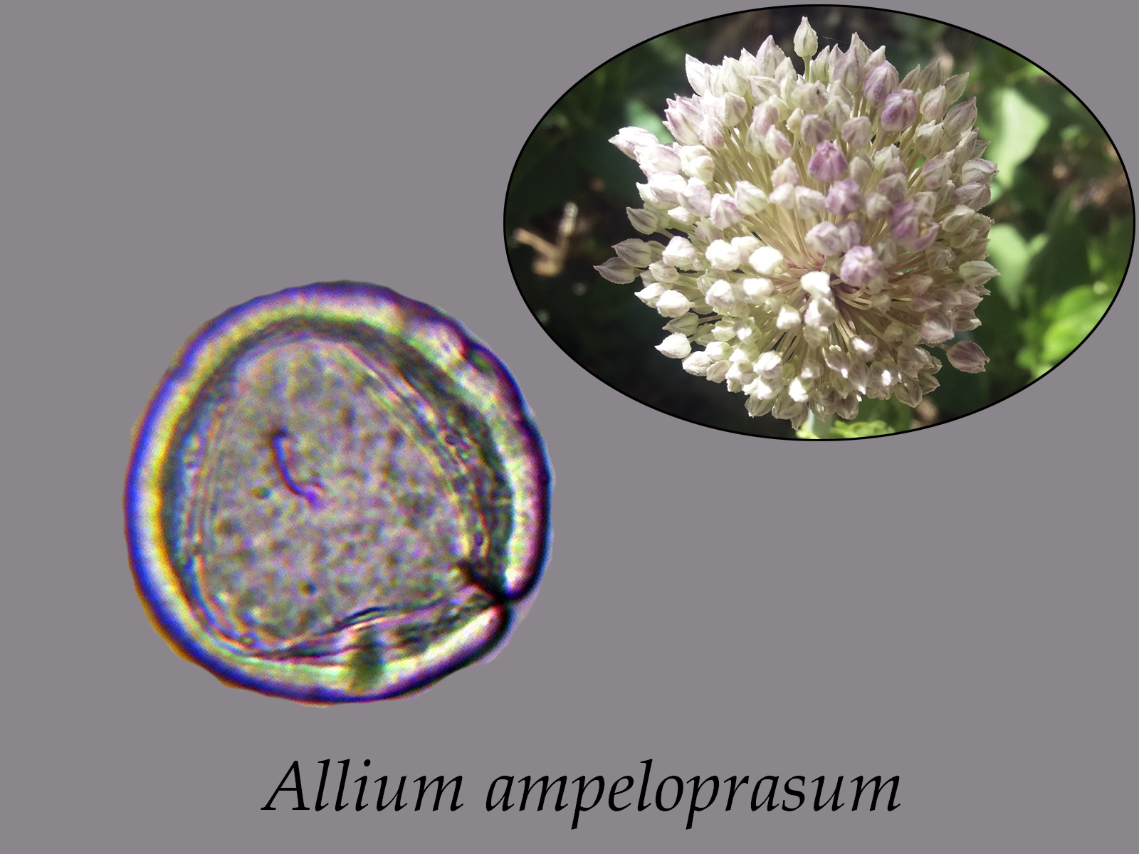 Alliumampeloprasum.jpg