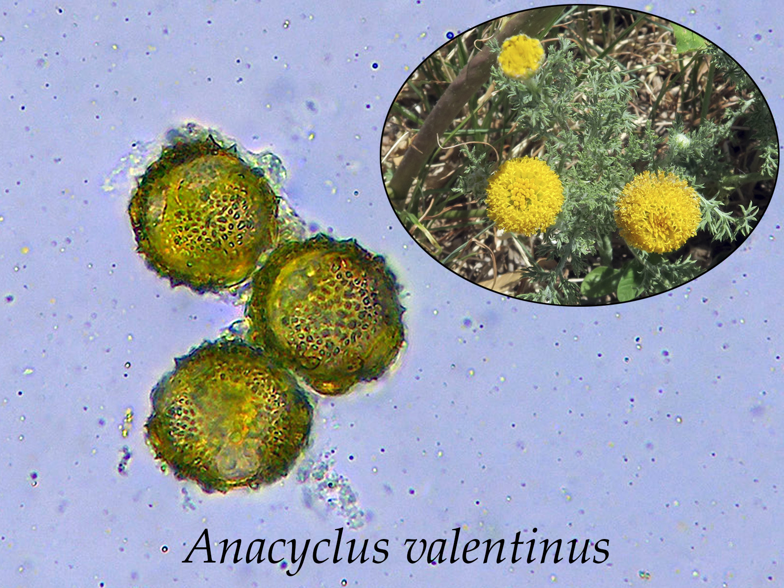 Anacyclusvalentinus.jpg