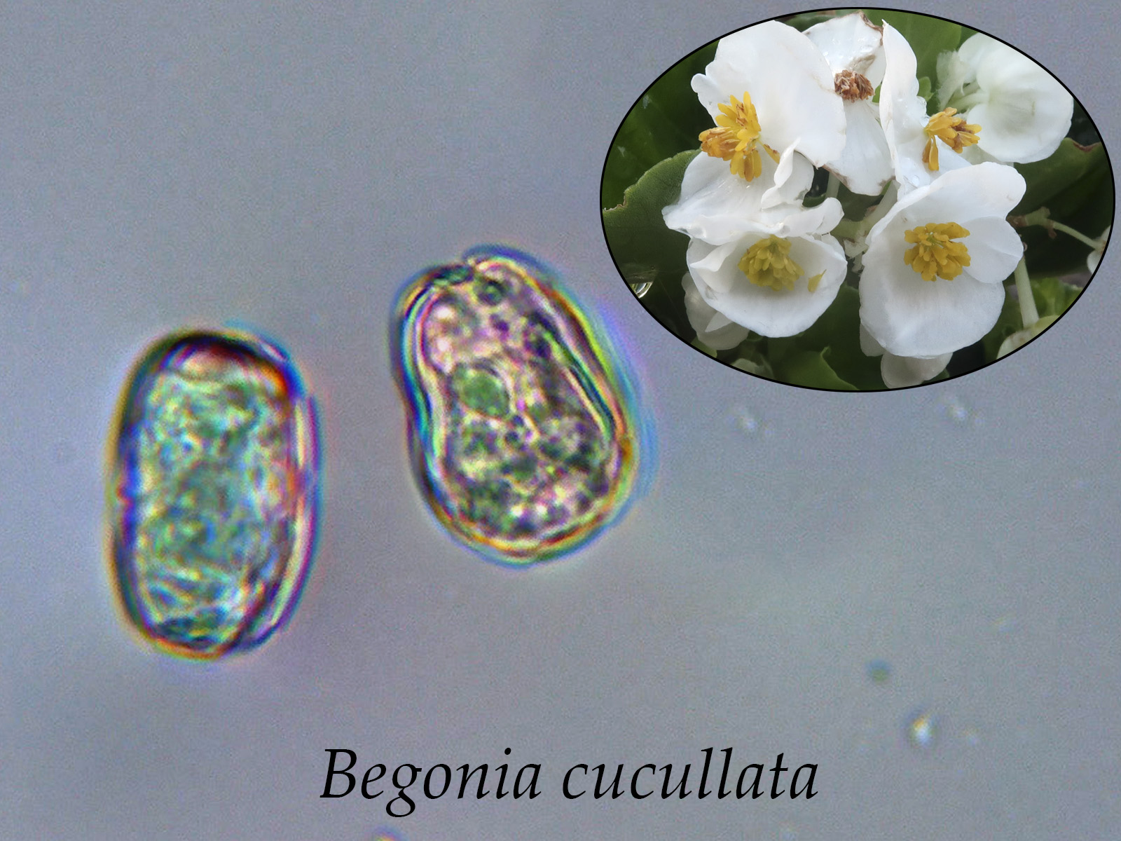 Begoniacucullata.jpg