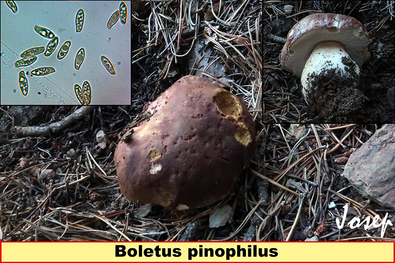 Boletuspinophilus.jpg