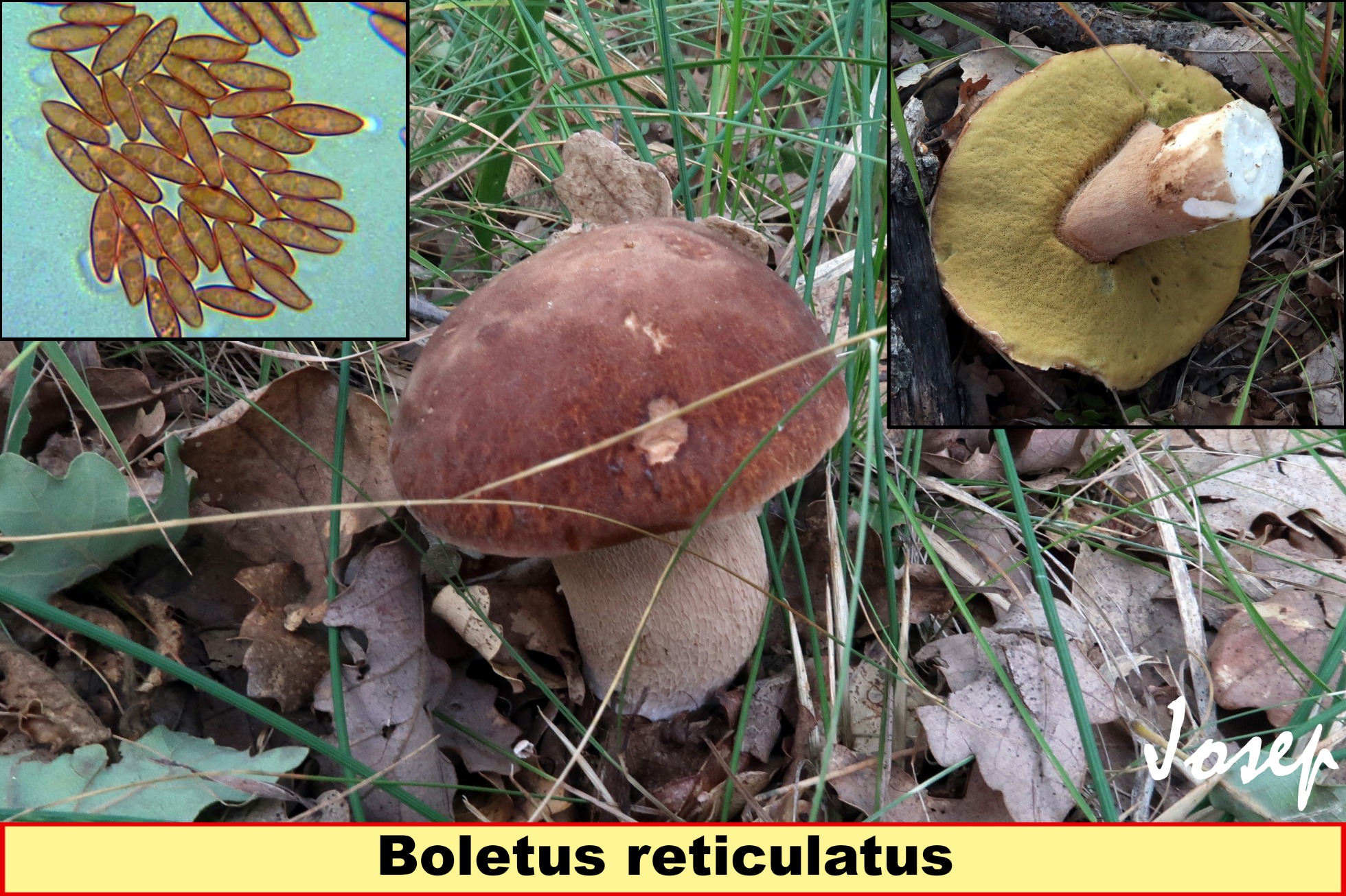 Boletusreticulatus_2018-10-07.jpg