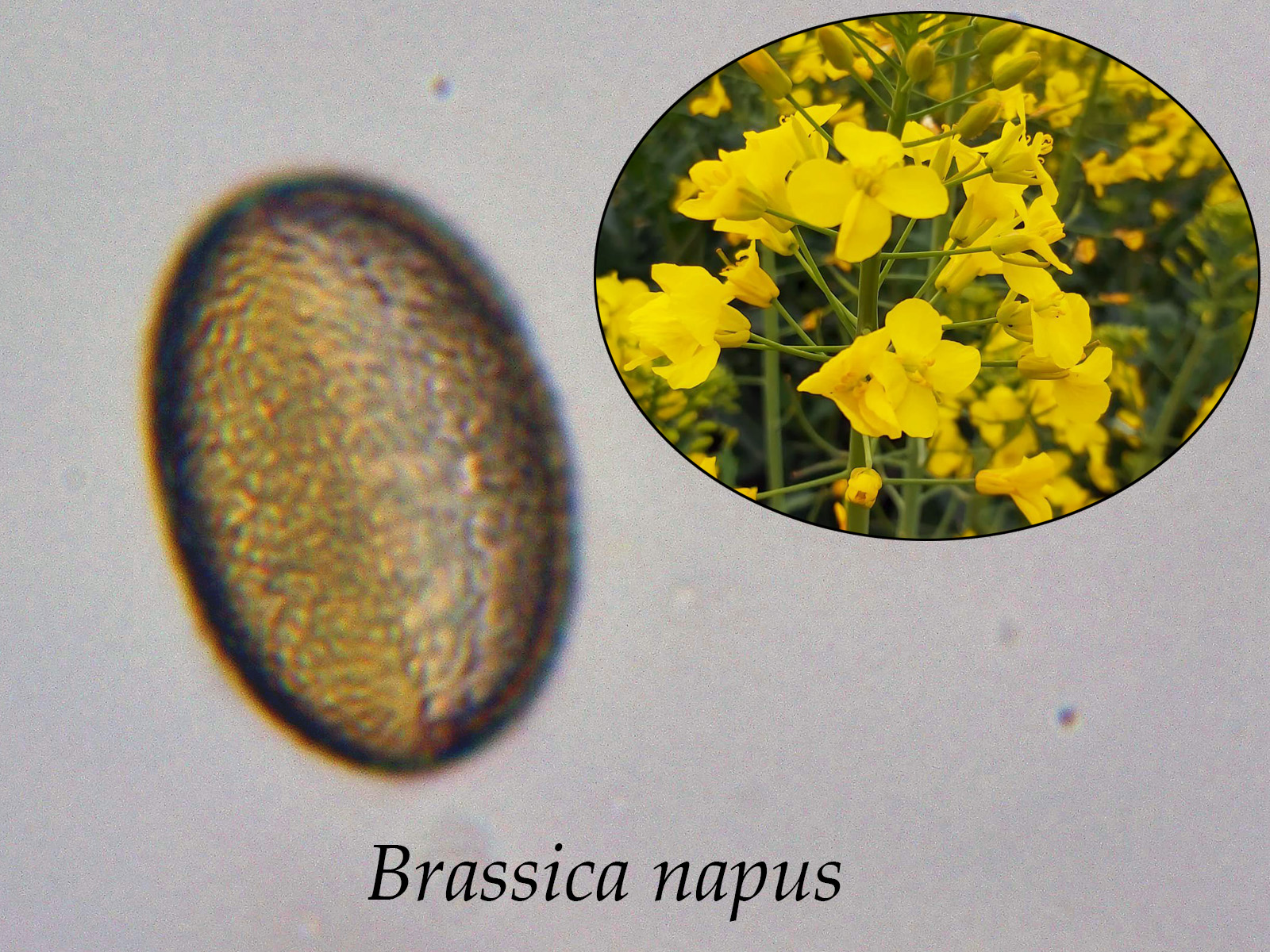 Brassicanapus.jpg