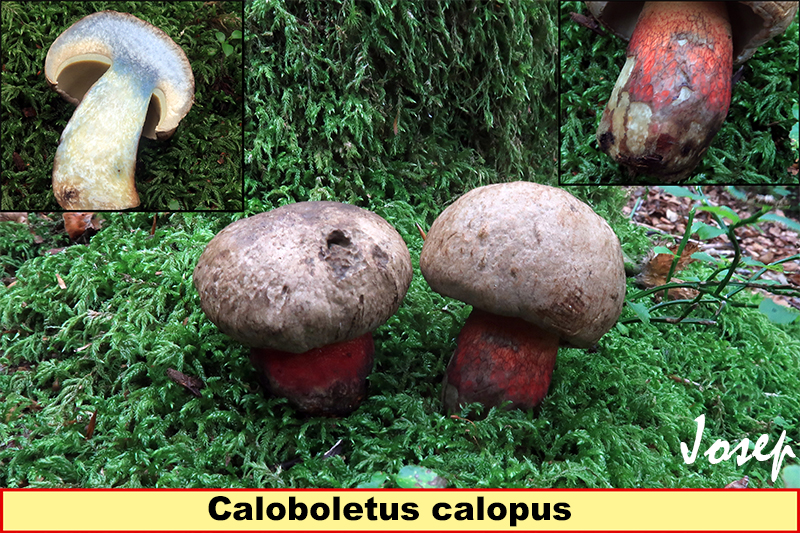 Caloboletuscalopus.jpg