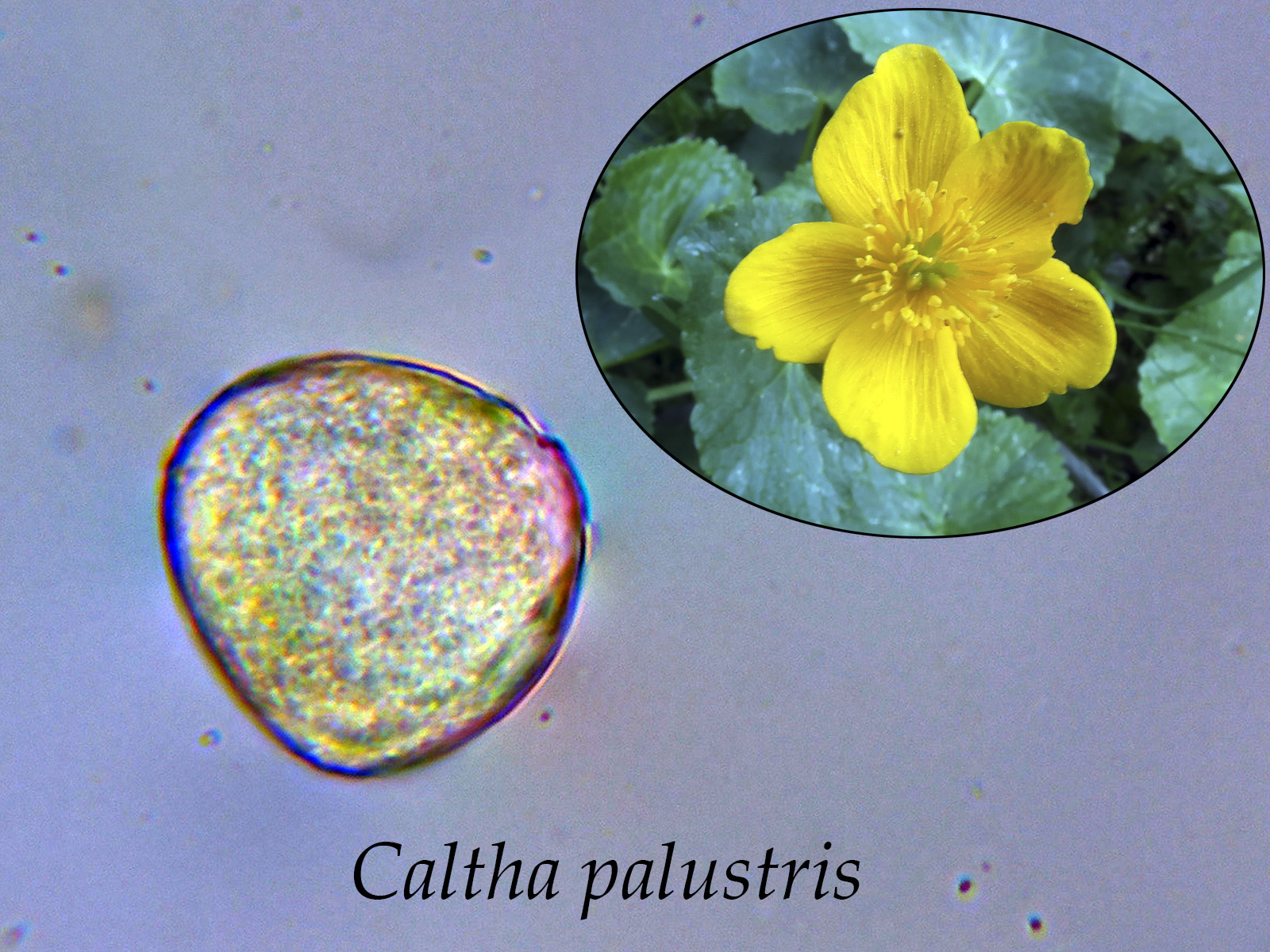 Calthapalustris.jpg