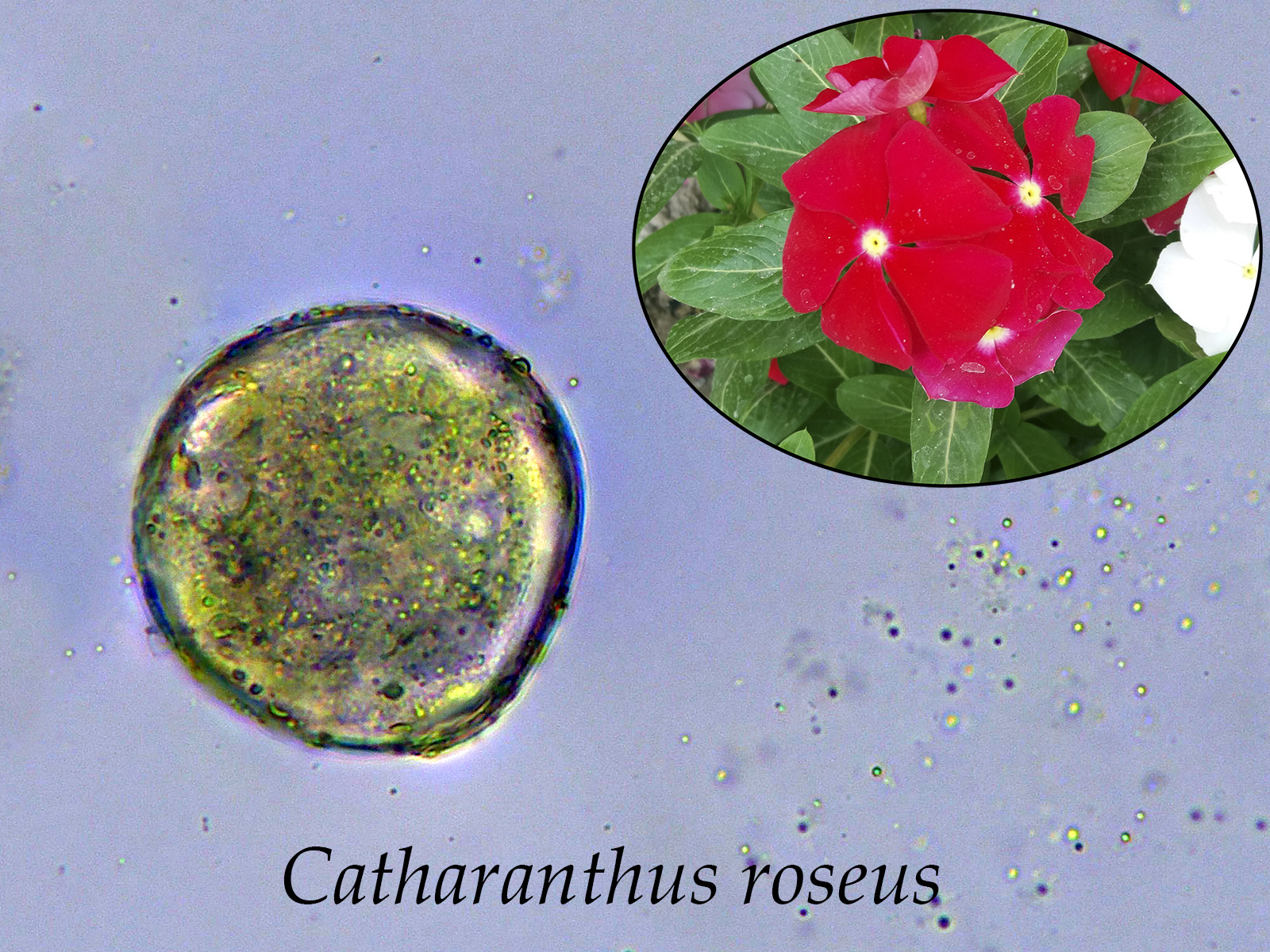 Catharanthusroseus_2023-02-20.jpg