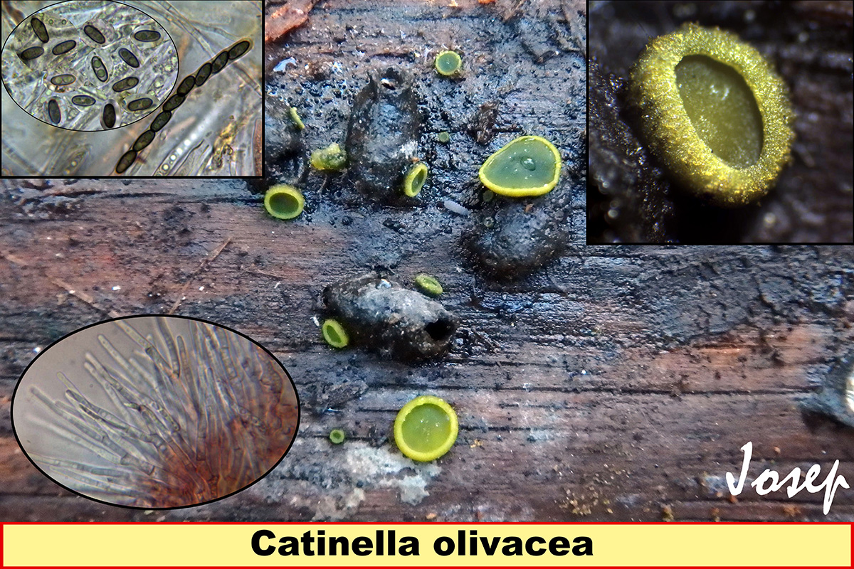 Catinellaolivacea_2018-12-30.jpg