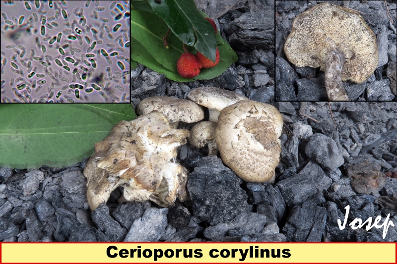 Cerioporuscorylinus800x533.jpg